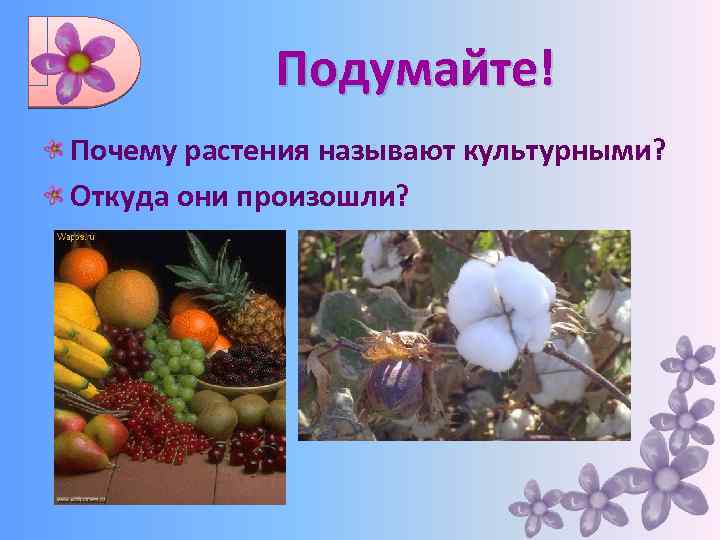 Подумайте! Почему растения называют культурными? Откуда они произошли? 
