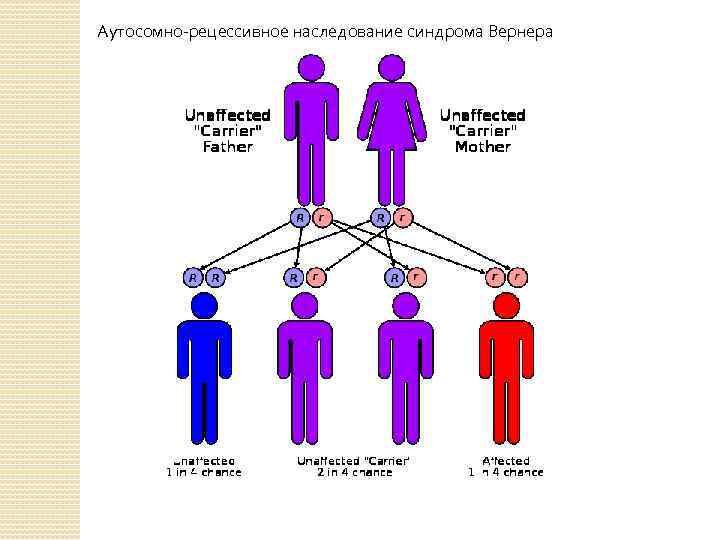 Аутосомно-рецессивное наследование синдрома Вернера 