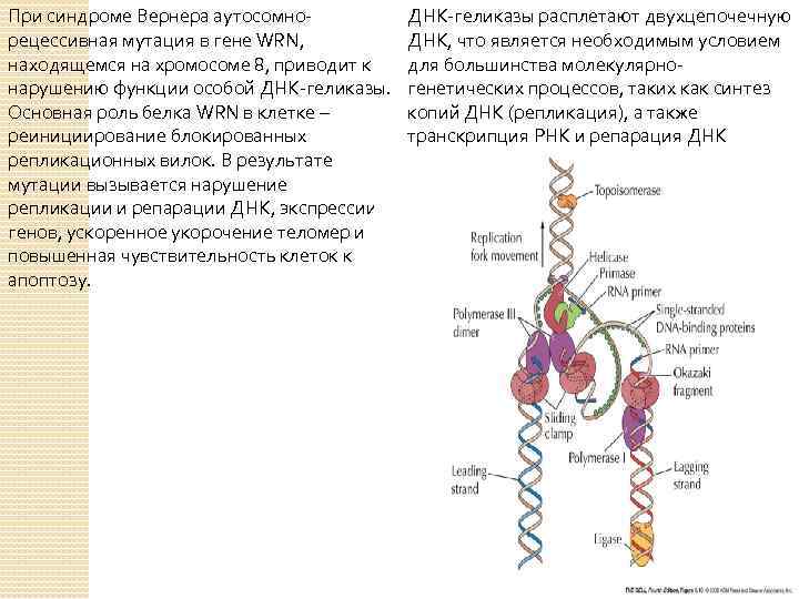При синдроме Вернера аутосомнорецессивная мутация в гене WRN, находящемся на хромосоме 8, приводит к