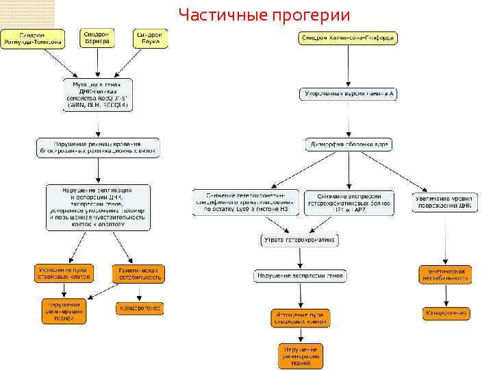 Частичные прогерии 