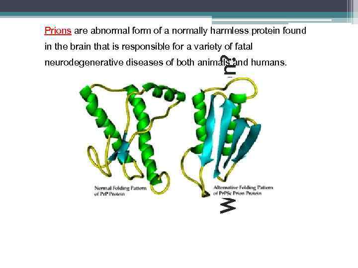 Prions are abnormal form of a normally harmless protein found What is a Prion?