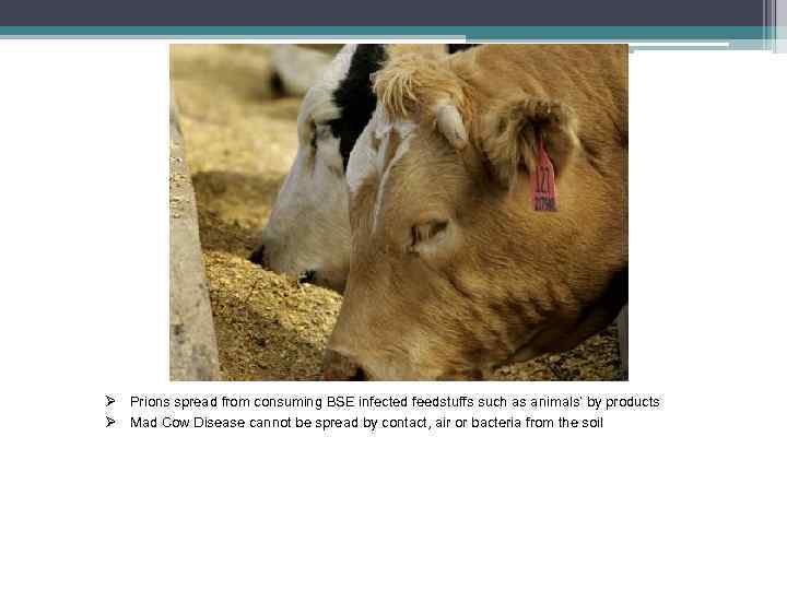 Ø Prions spread from consuming BSE infected feedstuffs such as animals’ by products Ø