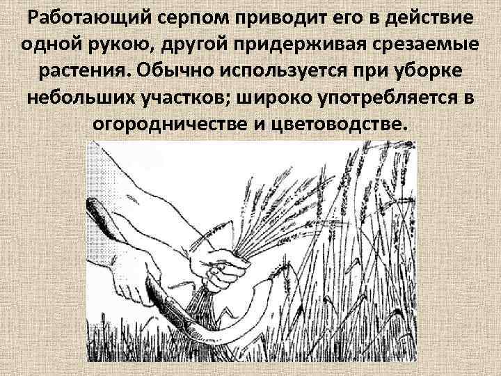 Работающий серпом приводит его в действие одной рукою, другой придерживая срезаемые растения. Обычно используется
