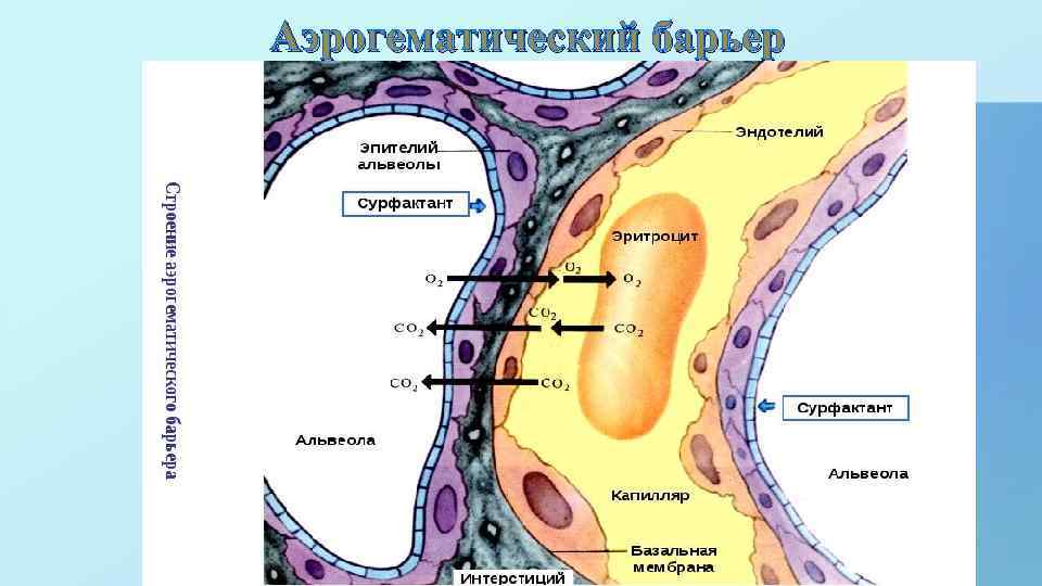 Аэрогематический барьер 
