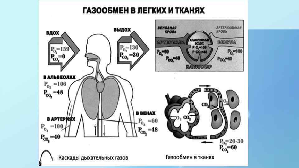 Круги газообмена в легких. Газообмен в легких и тканях человека. Схема газообмена в легких. Процесс дыхания в альвеолах. Газообмен легких кислорода.