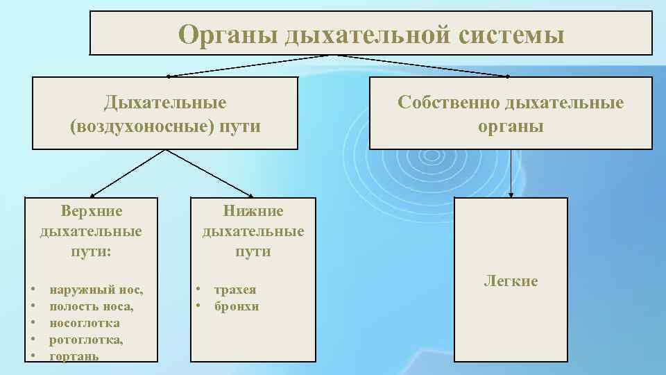 Органы дыхательной системы Дыхательные (воздухоносные) пути Верхние дыхательные пути: • • • наружный нос,