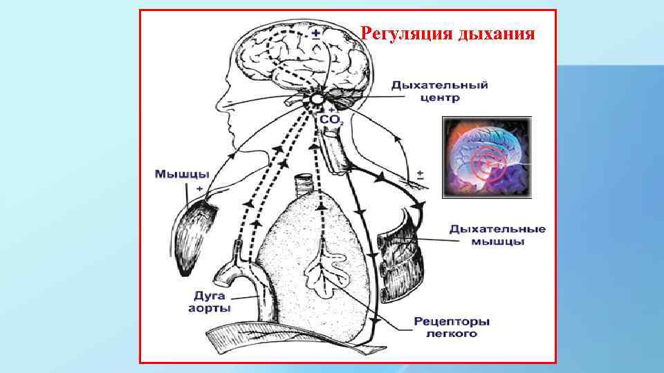 Регуляция дыхания 