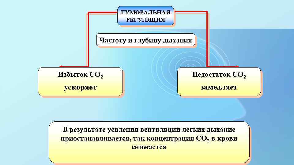 ГУМОРАЛЬНАЯ РЕГУЛЯЦИЯ Частоту и глубину дыхания Избыток СО 2 Недостаток СО 2 ускоряет замедляет