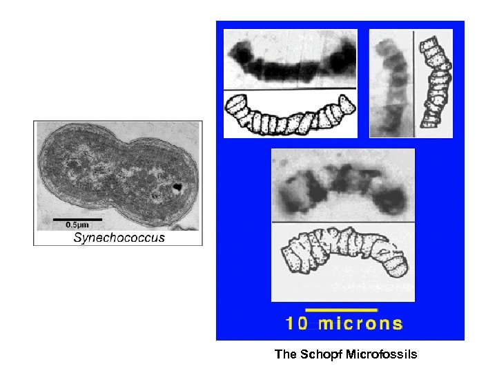 The Schopf Microfossils 