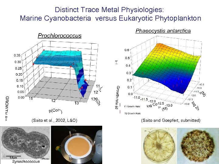 Distinct Trace Metal Physiologies: Marine Cyanobacteria versus Eukaryotic Phytoplankton (Saito et al. , 2002,