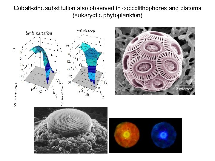 Cobalt-zinc substitution also observed in coccolithophores and diatoms (eukaryotic phytoplankton) 
