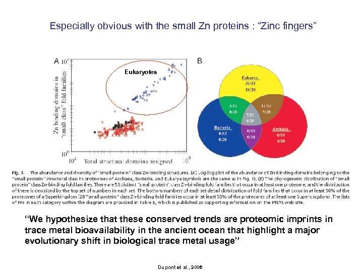 Especially obvious with the small Zn proteins : “Zinc fingers” Eukaryotes “We hypothesize that