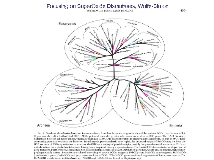 Focusing on Super. Oxide Dismutases, Wolfe-Simon 