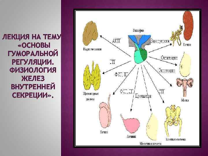 ЛЕКЦИЯ НА ТЕМУ: «ОСНОВЫ ГУМОРАЛЬНОЙ РЕГУЛЯЦИИ. ФИЗИОЛОГИЯ ЖЕЛЕЗ ВНУТРЕННЕЙ СЕКРЕЦИИ» . 