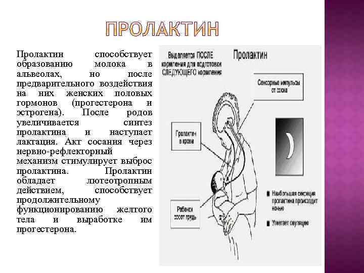 Пролактин способствует образованию молока в альвеолах, но после предварительного воздействия на них женских половых