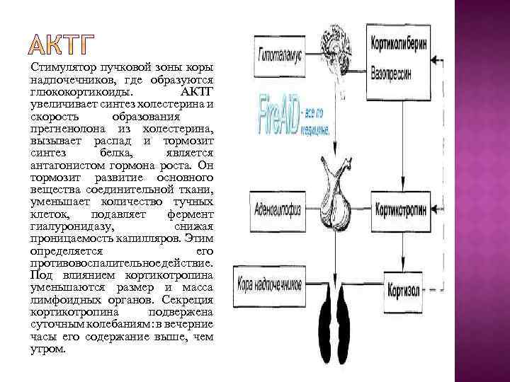 Схема патогенеза расстройств при увеличении продукции актг