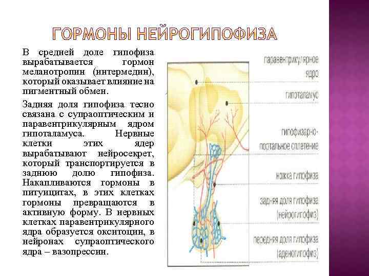 В средней доле гипофиза вырабатывается гормон меланотропин (интермедин), который оказывает влияние на пигментный обмен.