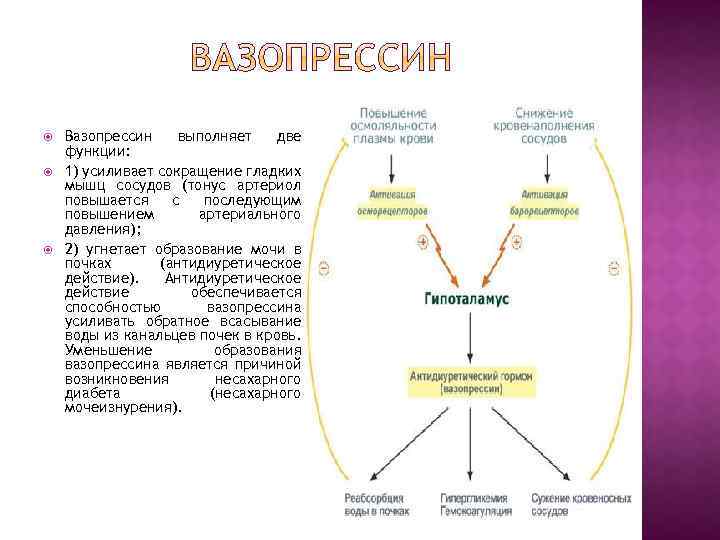  Вазопрессин выполняет две функции: 1) усиливает сокращение гладких мышц сосудов (тонус артериол повышается