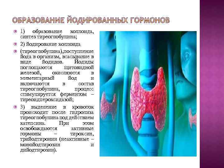  1) образование коллоида, синтез тиреоглобулина; 2) йодирование коллоида (тиреоглобулина), поступление йода в организм,