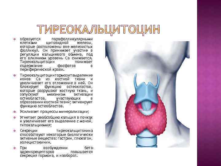  образуется парафолликулярными клетками щитовидной железы, которые расположены вне железистых фолликул. Он принимает участие