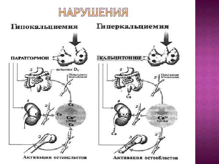 Гуморальное влияние гипофиза на функционирование щитовидной железы рисунке схематично изображено