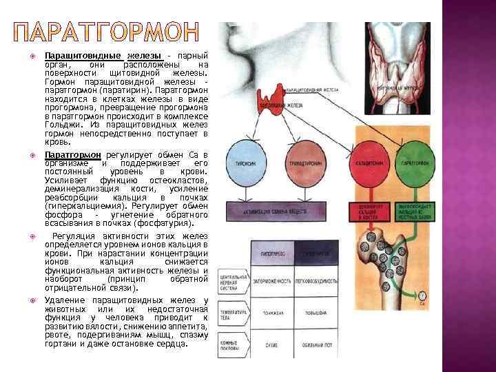  Паращитовидные железы – парный орган, они расположены на поверхности щитовидной железы. Гормон паращитовидной