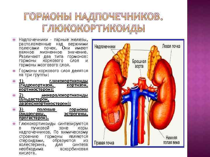  Надпочечники – парные железы, расположенные над верхними полюсами почек. Они имеют важное жизненное