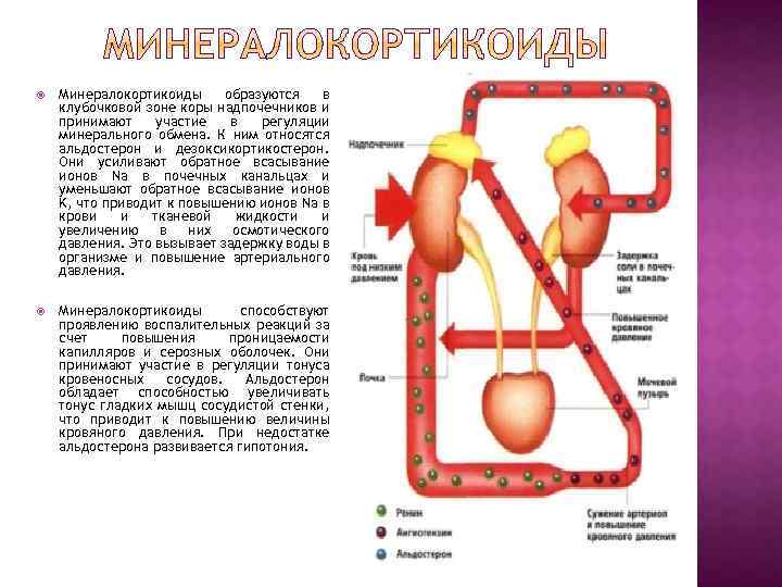  Минералокортикоиды образуются в клубочковой зоне коры надпочечников и принимают участие в регуляции минерального