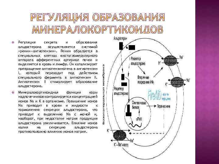  Регуляция секрета и образования альдостерона осуществляется системой «ренин—ангиотензин» . Ренин образуется в специальных