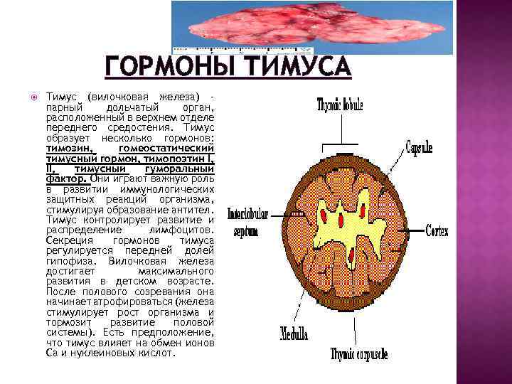 ГОРМОНЫ ТИМУСА Тимус (вилочковая железа) – парный дольчатый орган, расположенный в верхнем отделе переднего