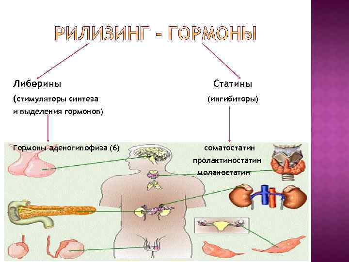 Либерины (стимуляторы синтеза Статины (ингибиторы) и выделения гормонов) Гормоны аденогипофиза (6) соматостатин пролактиностатин меланостатин