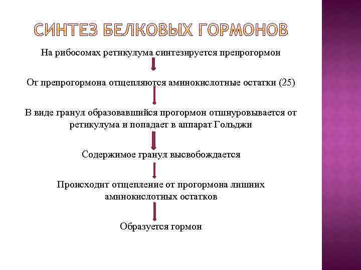 На рибосомах ретикулума синтезируется препрогормон От препрогормона отщепляются аминокислотные остатки (25) В виде гранул