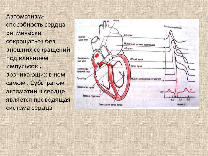 Автоматия сердца презентация