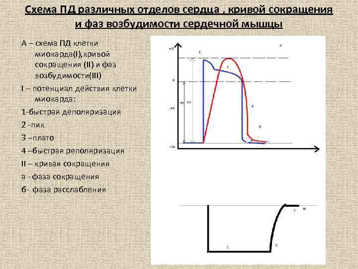 Схема ПД различных отделов сердца , кривой сокращения и фаз возбудимости сердечной мышцы А
