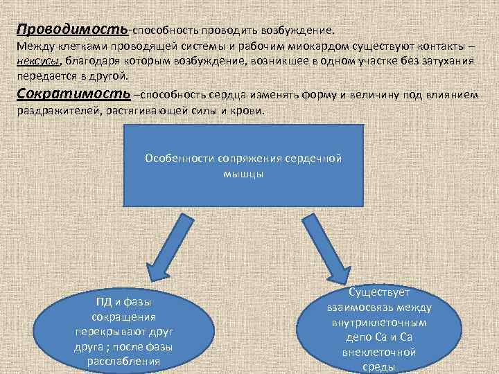 Проводимость-способность проводить возбуждение. Между клетками проводящей системы и рабочим миокардом существуют контакты – нексусы,