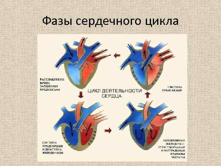 Фазы сердечного цикла 