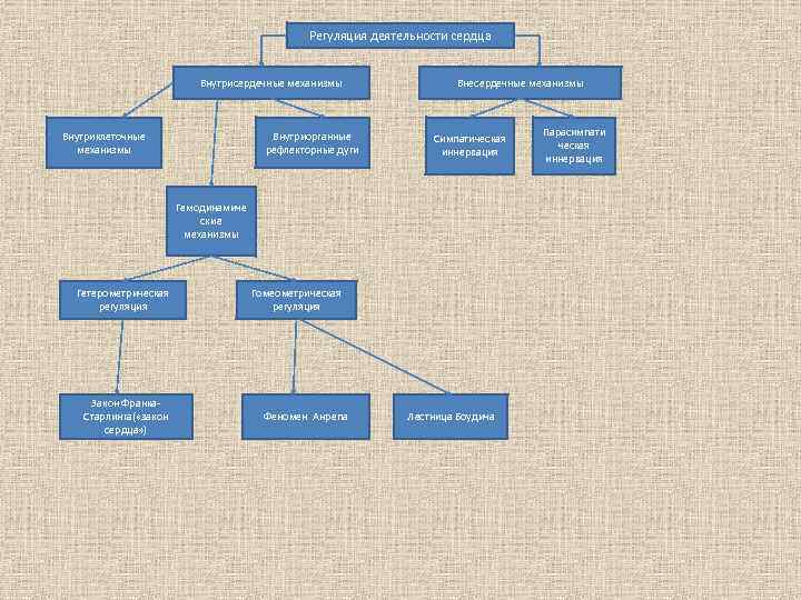 Регуляция деятельности сердца Внутрисердечные механизмы Внутриклеточные механизмы Внутриорганные рефлекторные дуги Внесердечные механизмы Симпатическая иннервация