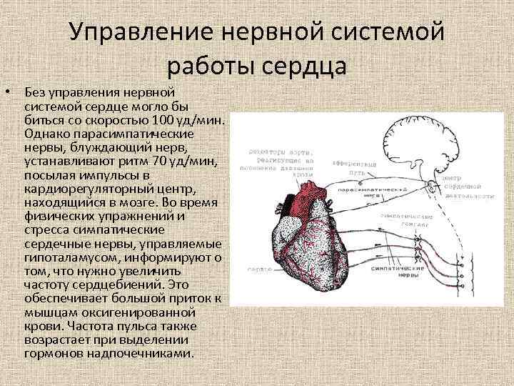 Нервная система сердца