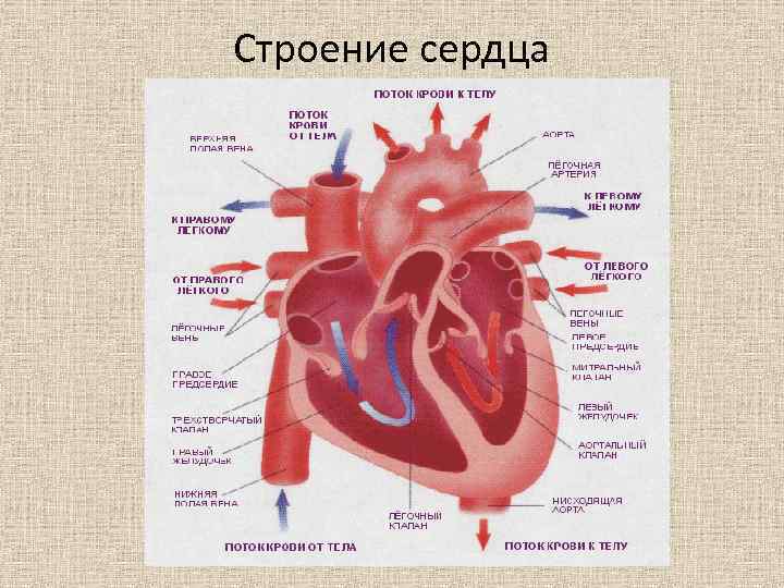 Строение сердца 