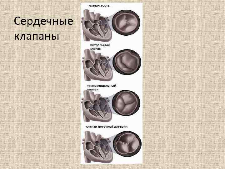 Сердечные клапаны 