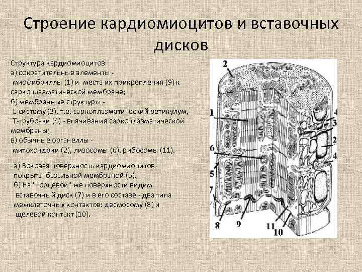 Строение кардиомиоцитов и вставочных дисков Структура кардиомиоцитов а) сократительные элементы миофибриллы (1) и места