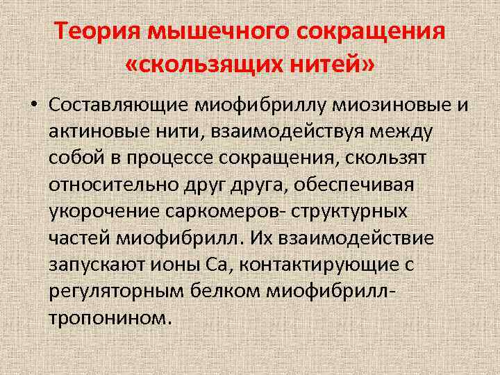 Теория мышечного сокращения «скользящих нитей» • Составляющие миофибриллу миозиновые и актиновые нити, взаимодействуя между