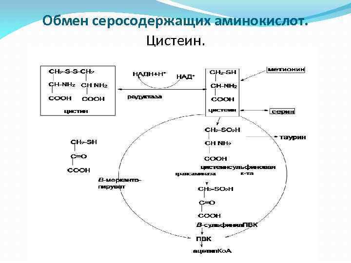 Обмен серосодержащих аминокислот. Цистеин. 