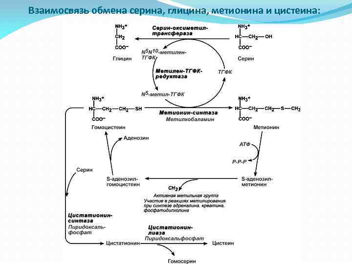 Взаимосвязь обмена серина, глицина, метионина и цистеина: 