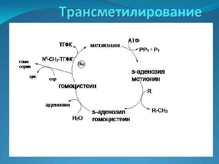 Трансметилирование 