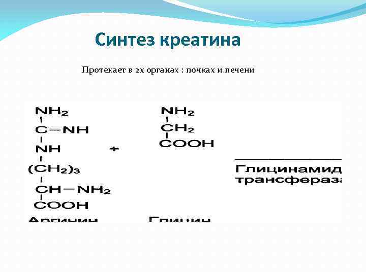 Синтез креатина Протекает в 2 х органах : почках и печени 