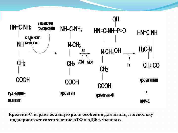 Креатин-Ф играет большую роль особенно для мышц , поскольку поддерживает соотношение АТФ к АДФ