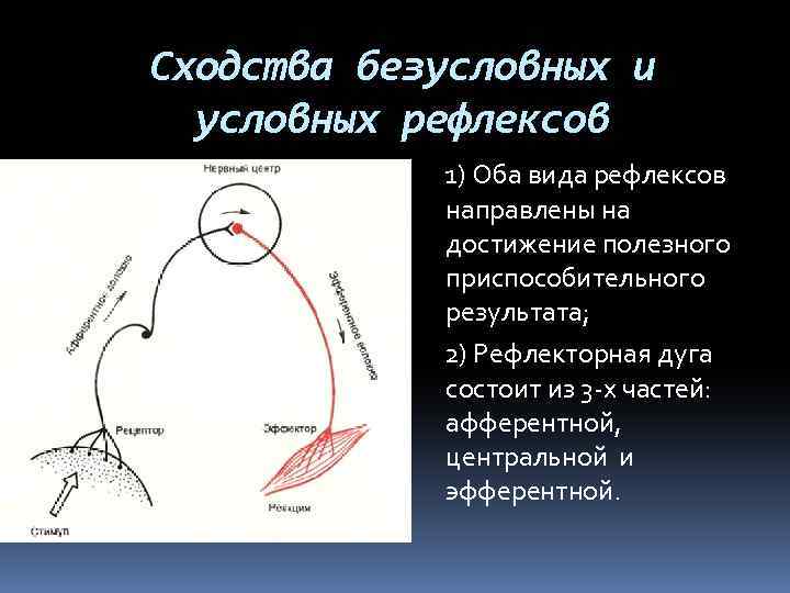 Сходства безусловных и условных рефлексов 1) Оба вида рефлексов направлены на достижение полезного приспособительного