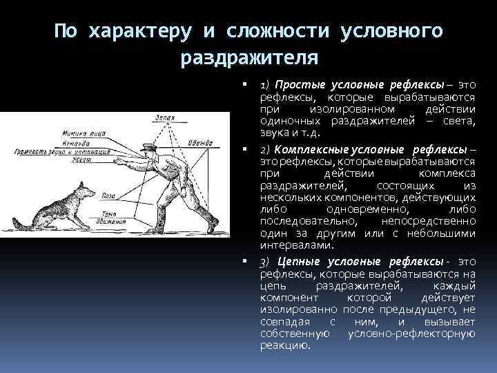 По характеру и сложности условного раздражителя 1) Простые условные рефлексы – это рефлексы, которые