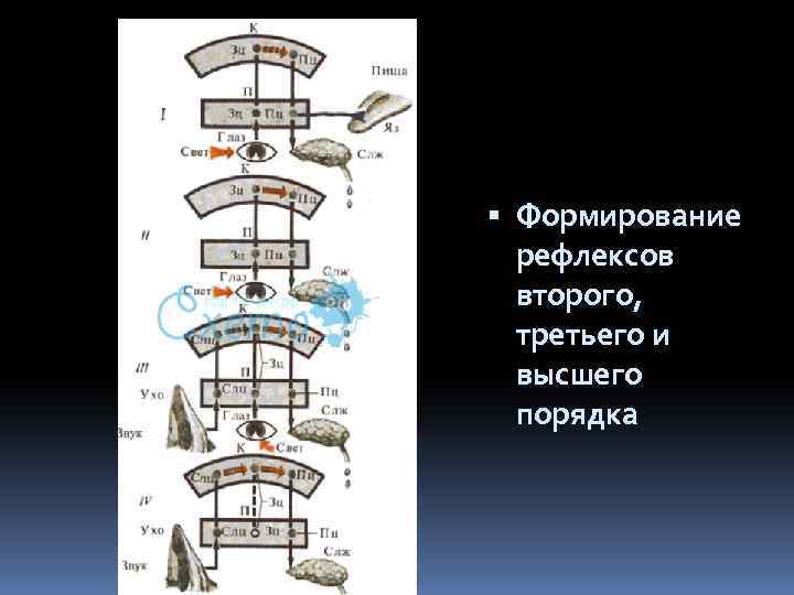  Формирование рефлексов второго, третьего и высшего порядка 